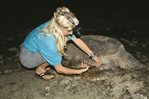 Tagged Gallery: Green Sea Turtle - Scientist tagging turtle for