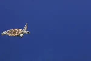 Reptiles And Amphibian Prints: Green Sea Turtle - swimming. Atol de Cosmoledo - Seychelles - Indian Ocean
