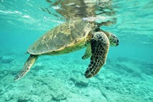 Green Sea Turtle - at waters surface