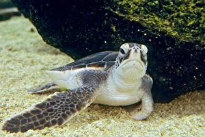 Images Dated 23rd February 1974: Green Sea Turtle - Young, resting underwater. C541