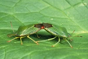 Green Sheild / Green stink Bug - pair mating