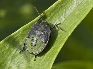 Green Shield Bug - final instar nymph