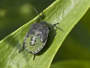 Nymph Prints: Green Shield Bug - final instar nymph - UK