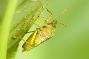 Images Dated 20th July 2004: Green Shield Bug Norfolk UK