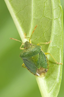 Images Dated 20th July 2004: Green Shield Bug Norfolk UK