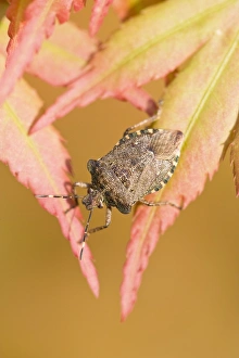 Images Dated 15th April 2007: Green Shield Bug Sunning on Maple leaves after winter hibernation Norfolk UK