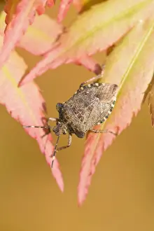 Bugs Prints: Green Shield Bug Sunning on Maple leaves after winter hibernation Norfolk UK