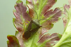 Bugs Prints: Green Shieldbug Palomena prasina Essex, UK IN000462