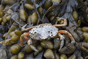 Green Shore Crab / Green Crab / Common Shore Crab