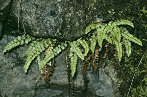 Images Dated 28th May 2004: Green Spleenwort Fern
