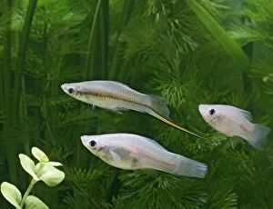 Green swordtail - side view - male with females