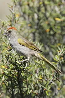 Towhee Prints: Green-tailed Towhee