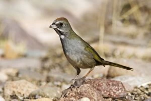 Images Dated 26th February 2007: Green-tailed Towhee