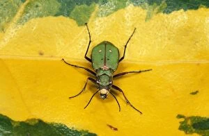 Green Tiger Beetle - on Leaf