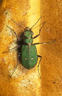 Green Tiger Beetle UK