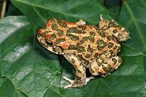 Bufo Gallery: Green Toad