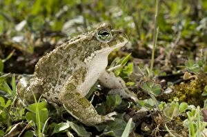 Anura Gallery: Green Toad - male