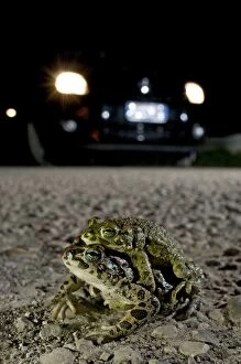 Anura Gallery: Green Toad - mating on the road