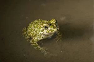 Bufo Gallery: Green toad - In shallow pool - Romania