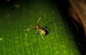 Look Alike Prints: Green tree ant mimicking spider - lives near Weaver ants (Oecophylla smaragdina virescens) - mimics and preys on them