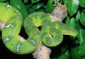 Reptiles & Amphibians Collection: Green Tree Boa Rainforests, Latin America