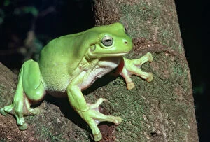 Frogs Collection: Green Tree Frog