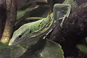 Monitors Prints: Green Tree Monitor. New Guinea
