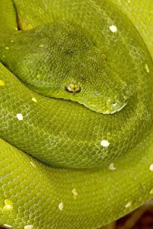 Green Tree Python - arboreal