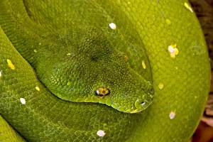 Pythons Prints: Green Tree Python - arboreal Native to New Guinea and Northern Australia