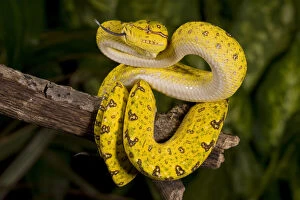 Images Dated 2nd June 2010: Green Tree Python (Captive) Morelia (Chondropython)