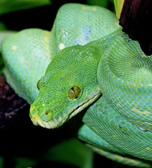 Pythons Prints: Green Tree Python - Distribution: forests of New Guinea and North East Australia