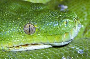 Green Tree Python - shows heat sensitive pits on