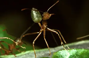 Threat Posture Prints: Green tree or Weaver ant in attack mode: it will grip with mandibles