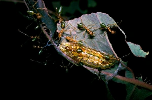 Green tree or Weaver ants - attending larva of lycaenid Oak-blue butterfly (Arhopala sp.) Green tree or Weaver ants - attending larva of lycaenid Oak-blue butterfly (Arhopala sp.)