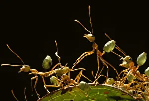 Threat Posture Prints: Green tree or Weaver ants - defending their arboreal nest
