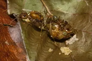 Green tree or Weaver ants - fertile queen with workers and eggs