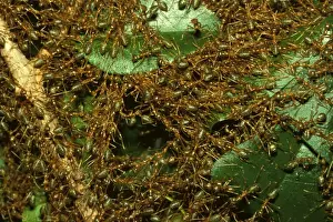 Nest Building Prints: Green tree or Weaver ants - major workers forming temporary bridges during repair of leaf nest