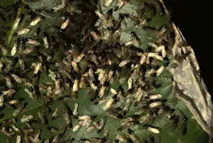 Swarms Prints: Green tree Weaver ants - males swarming prior to their mating flight