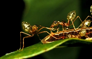 Green tree or Weaver ants - milking honeydew from protege butterfly larva (Hypolycaena phorbas) Green tree or Weaver ants - milking honeydew from protege butterfly larva (Hypolycaena phorbas)