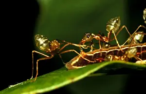 Green tree or Weaver ants - milking honeydew from protege butterfly larva (Hypolycaena phorbas)
