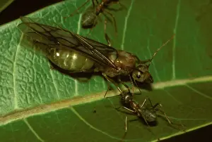 Green tree or Weaver ants - winged queen attended by workers