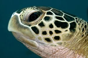 Images Dated 12th December 2006: Green Turtle