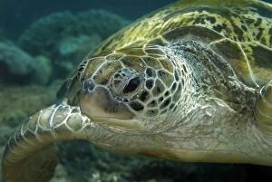 Images Dated 13th December 2008: Green Turtle