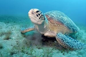 Green Turtle - adult female feeding on seagrass