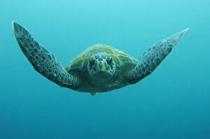 Images Dated 18th June 2010: Green Turtle (Chelonia mydas agassisi)