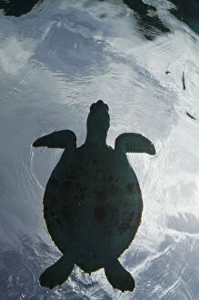 Images Dated 11th November 2011: Green Turtle (Chelonia mydas), Bonaire