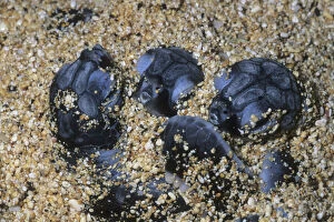 Buried Gallery: Green Turtle, (Chelonia mydas), hatchlings