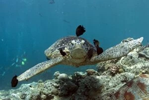 Green Turtle being cleaned by fish