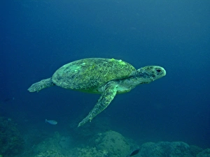 Images Dated 1st November 2005: Green Turtle - A female drifting along the reef edge waiting for high tide at night to go ashore
