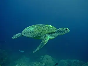 Marine Prints: Green Turtle - A female drifting along the reef edge waiting for high tide at night to go ashore